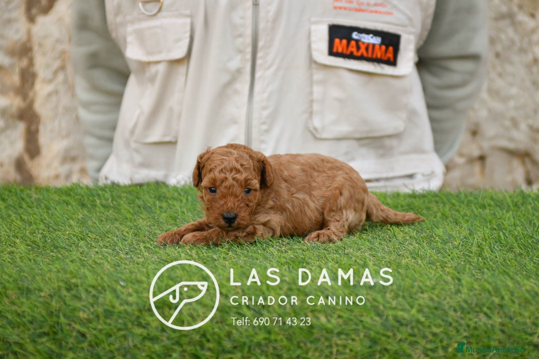 Caniche Toy perros en venta: Cachorros de Caniche. Cría ética, calidad garantía en Burgos - Anuncio 3