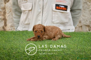 Caniche Toy perros Cachorros de Caniche. Cría ética, calidad garantía en Burgos - Anuncio 12