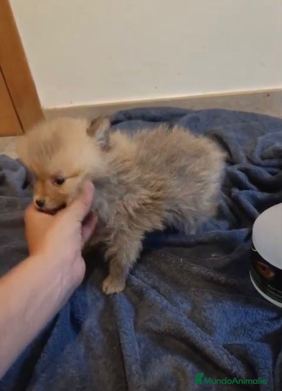 Pomerania perros en venta: Lulu pomerania toy osito - Imagen 10