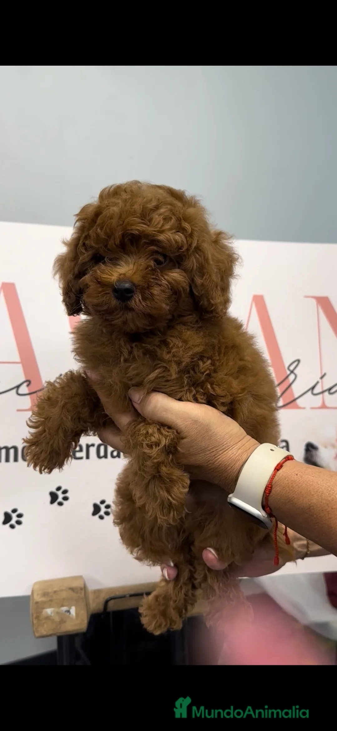 Caniche Toy perros en venta: CANICHE TOY ASIÁTICO ROJO ❤️🤎 - Anuncio 1