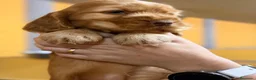 Cocker Spaniel Inglés perros en venta: Machos Cocker inglés - Anuncio 2