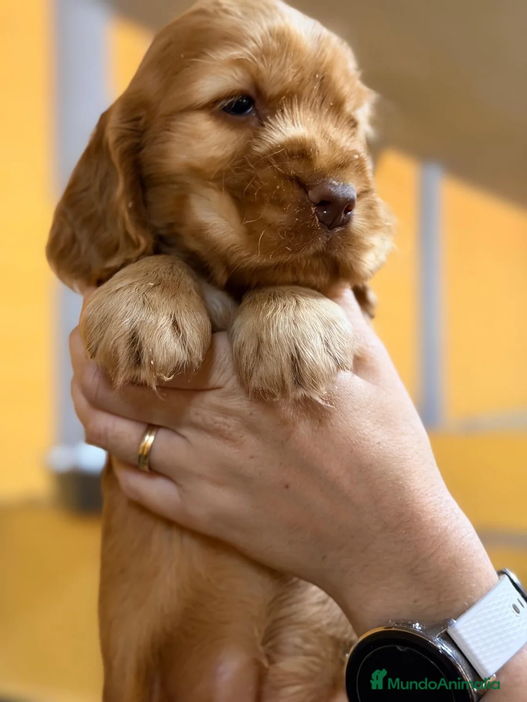 Cocker Spaniel Inglés perros en venta: Machos Cocker inglés - Anuncio 2