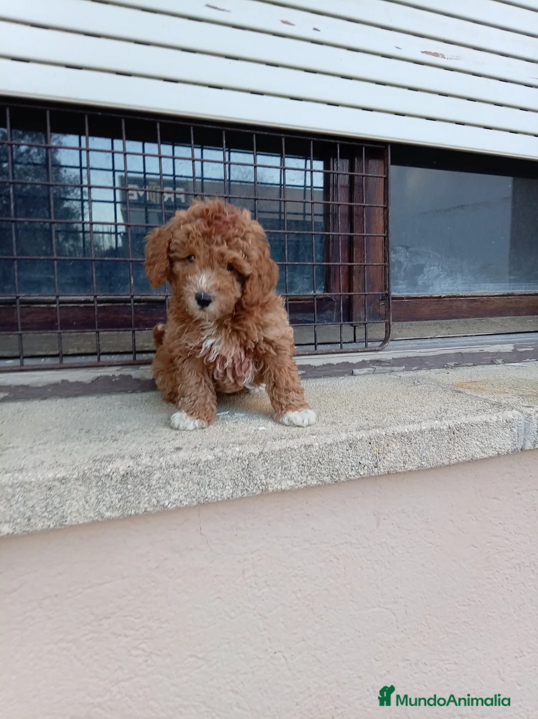 Maltipoo perros en venta: Maltipoo - Anuncio 1
