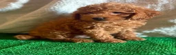 Caniche Toy perros en venta: Cachorros caniche toy  - Anuncio 5