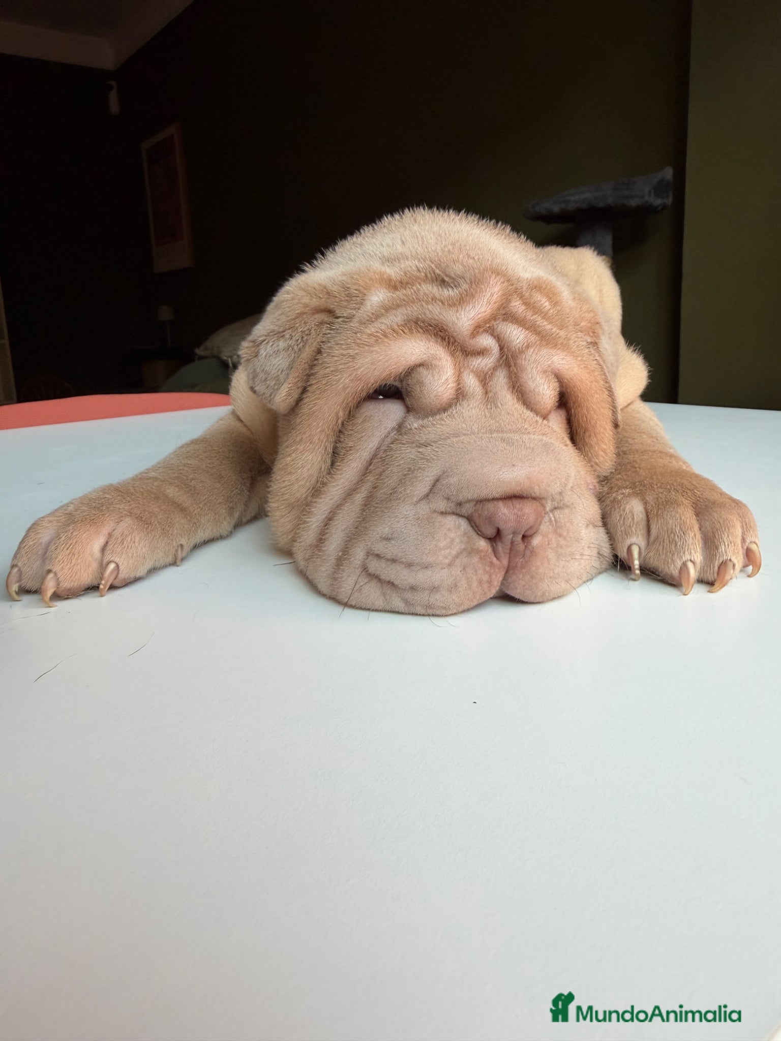 Shar Pei perros Shar-pei línea americana  - Anuncio 16