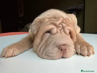 Shar Pei perros Shar-pei línea americana - Anuncio 16