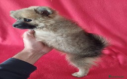 Pomerania perros en venta: Pomerania Standar  - Imagen 3