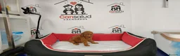 Caniche Toy perros en venta: Caniche Toy rojo pimenton - Anuncio 6