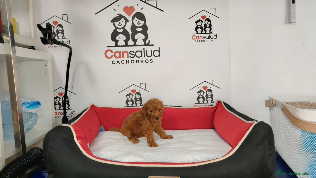 Caniche Toy perros en venta: Caniche Toy rojo pimenton - Anuncio 6