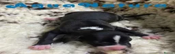 Pequeño Lebrel Italiano perros en venta:  Camada Lebrel Italiano de BN y Omega - AQUANATURA en Barcelona - Anuncio 7