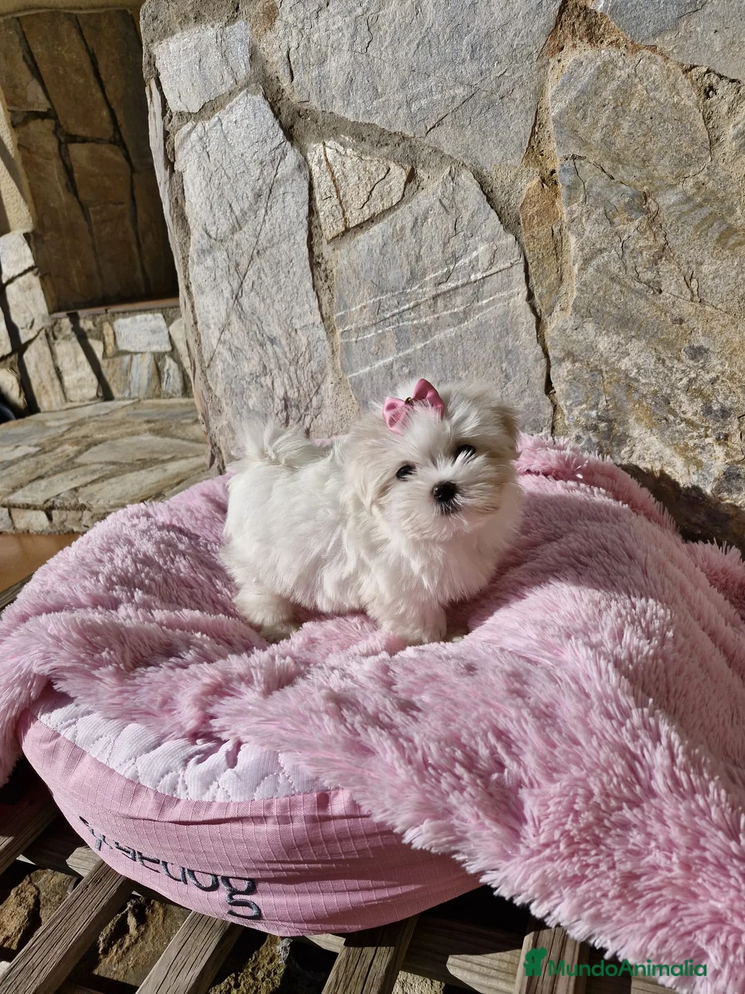 Bichón Maltés perros en venta: Bichón Maltés preciosos  en Barcelona - Anuncio 6