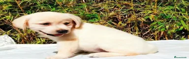 Labrador Retriever 3