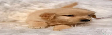 Golden Retriever Cachorro 2