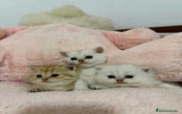 Scottish Straight gatos en venta: Scottish straight - Imagen 1