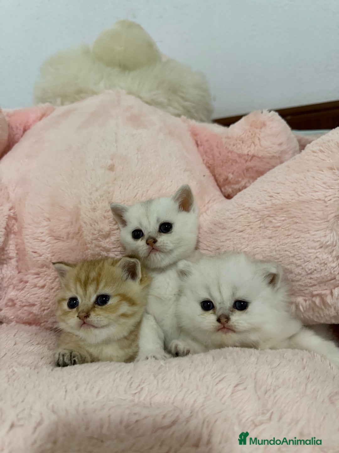 Scottish Straight gatos en venta: Scottish straight - Imagen 1