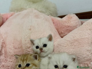 Scottish Straight gatos - Anuncio 1