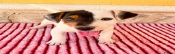 Jack Russell Terrier perros en venta: Jack Russell Terrier macho  - Anuncio 13