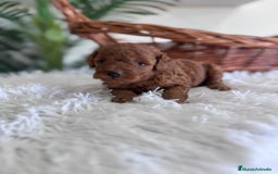 Caniche Toy perros en venta: CANICHE TOY ROJO MCHO, ENVIO A TODA ESPAÑA - Imagen 8