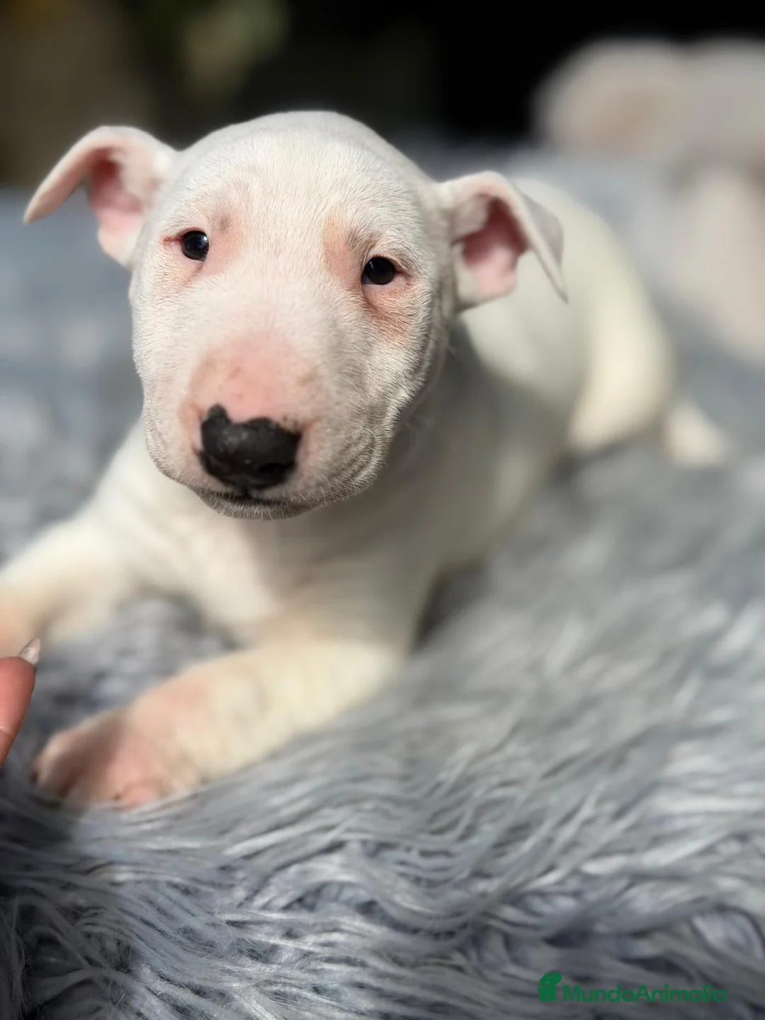 Bull Terrier Miniatura perros en venta: BULLTERRIER MINIATURA DISPONIBLES - Anuncio 8