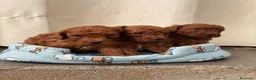 Caniche Toy perros en venta: CANICHE TOY - IMPERIAL CANIS en Madrid - Anuncio 1