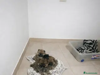 Pomerania perros Pomeranias mini peluches - Anuncio 6