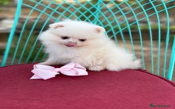 Pomerania perros en venta: Pomerania listos para entregar  - Imagen 4