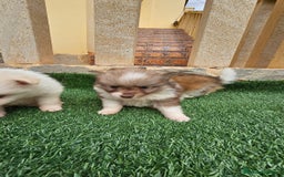 Pomerania perros en venta: Bonitos pomeranias  - Imagen 3
