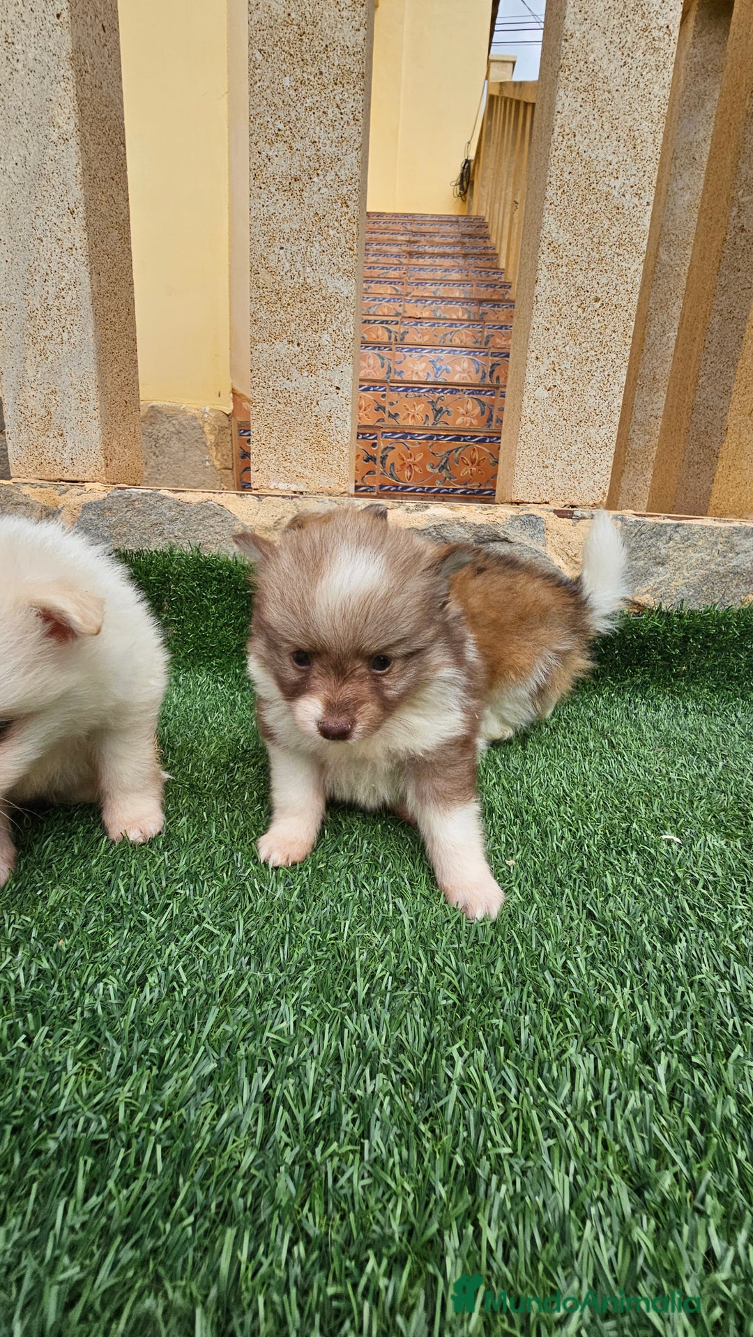 Pomerania perros en venta: Bonitos pomeranias  - Imagen 3