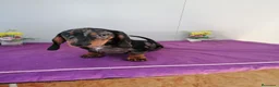 Teckel perros en venta: Preciosos teckel muy cariñosos  - Anuncio 4