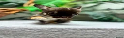 Chihuahua perros en venta: CHIHUAHUA CHOCOLATE - Anuncio 25