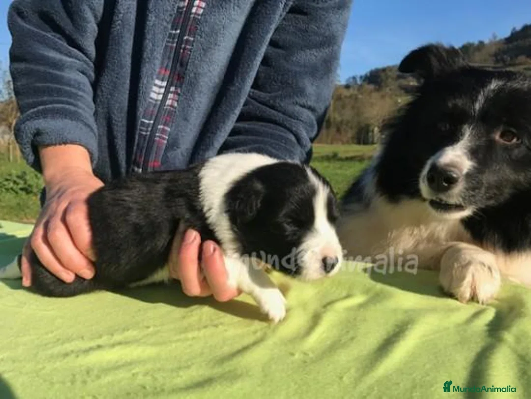 Imagen de galería {{count}}