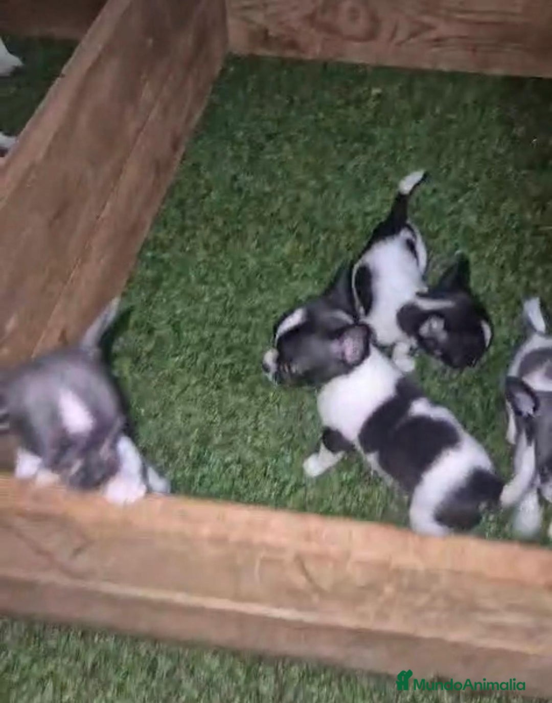 Chihuahua perros en venta: Chihuahua Micro rusos - Imagen 5