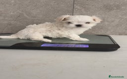 Bichón Maltés perros en venta: Macho y Hembra disponible!! - Imagen 6