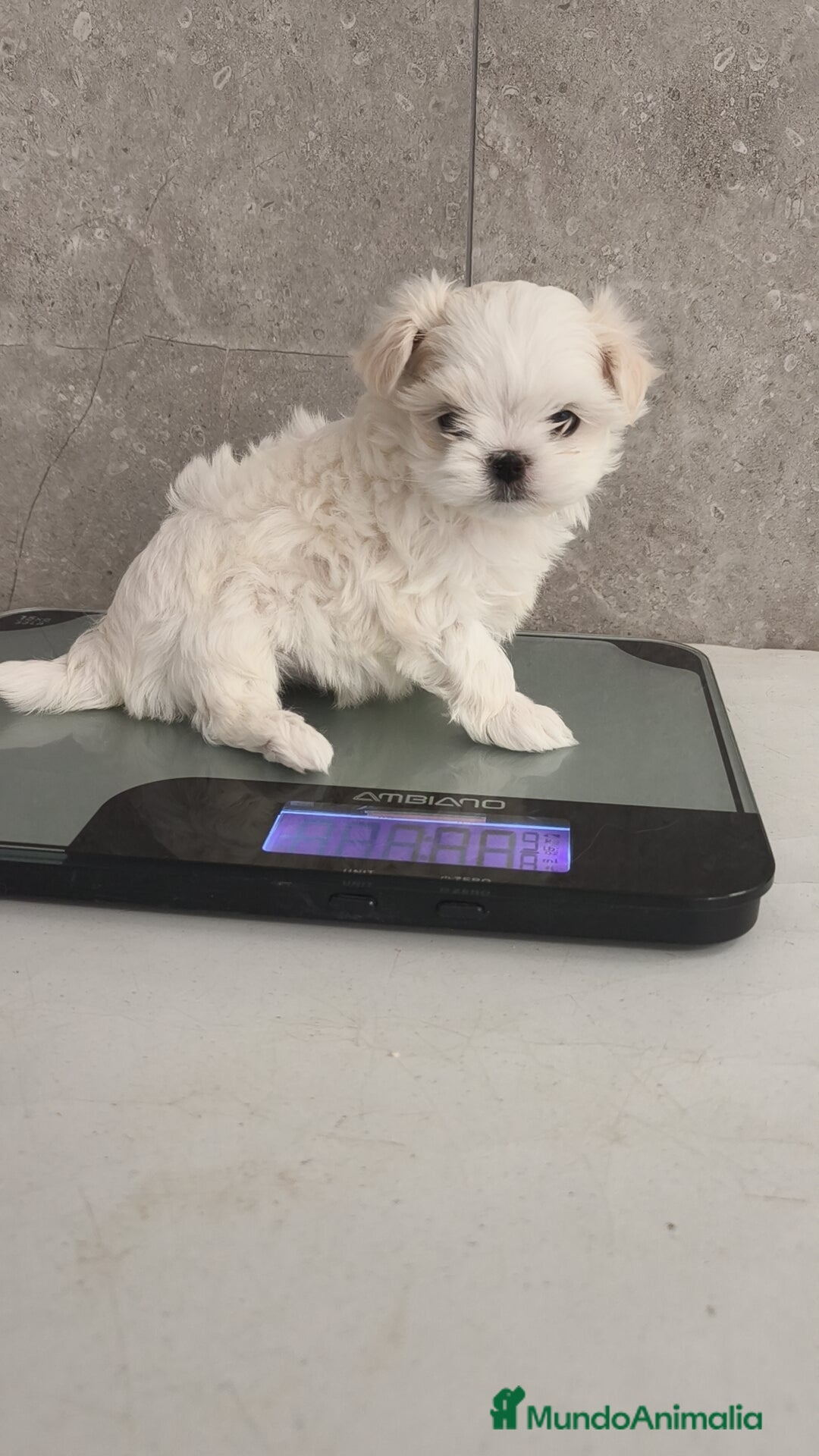 Bichón Maltés perros en venta: Macho y Hembra disponible!! - Imagen 6
