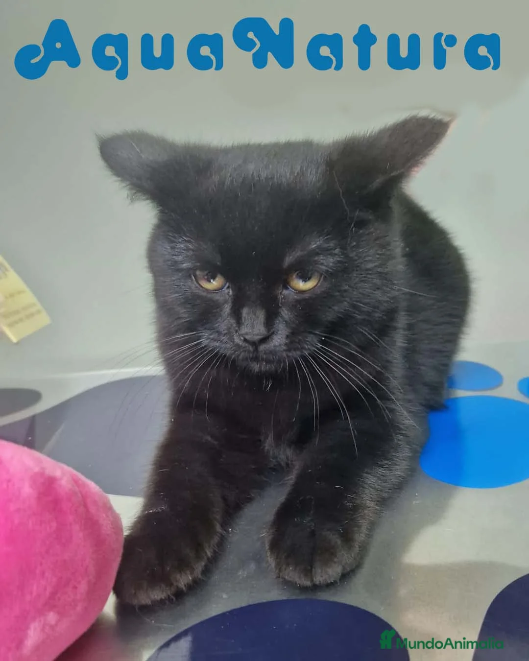 Británico de Pelo Corto gatos en venta: British Shorthair Hembra 1735 AQUANATURA - Anuncio 3