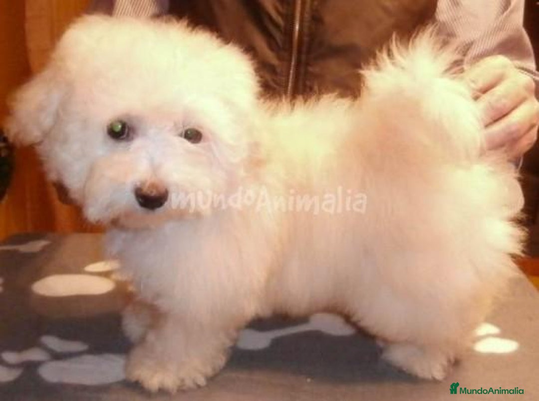 Imagen de galería {{count}}