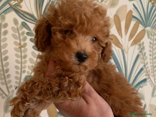 Caniche Toy perros - Anuncio 17