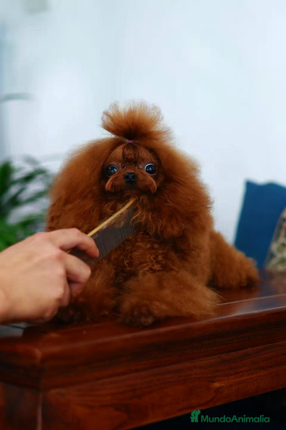 Caniche Toy perros MONTA CANICHE TOY ROJO PIMIENTON ASIÁTICO  - Anuncio 2