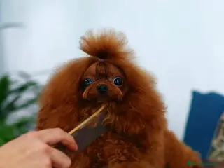 Caniche Toy perros MONTA CANICHE TOY ROJO PIMIENTON ASIÁTICO - Anuncio 1