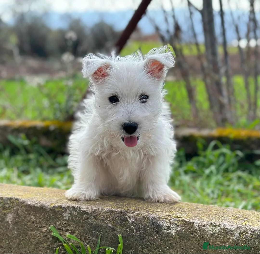 West Highland White Terrier perros en venta: WESTY MACHO DISPONIBLE! en Barcelona - Anuncio 5