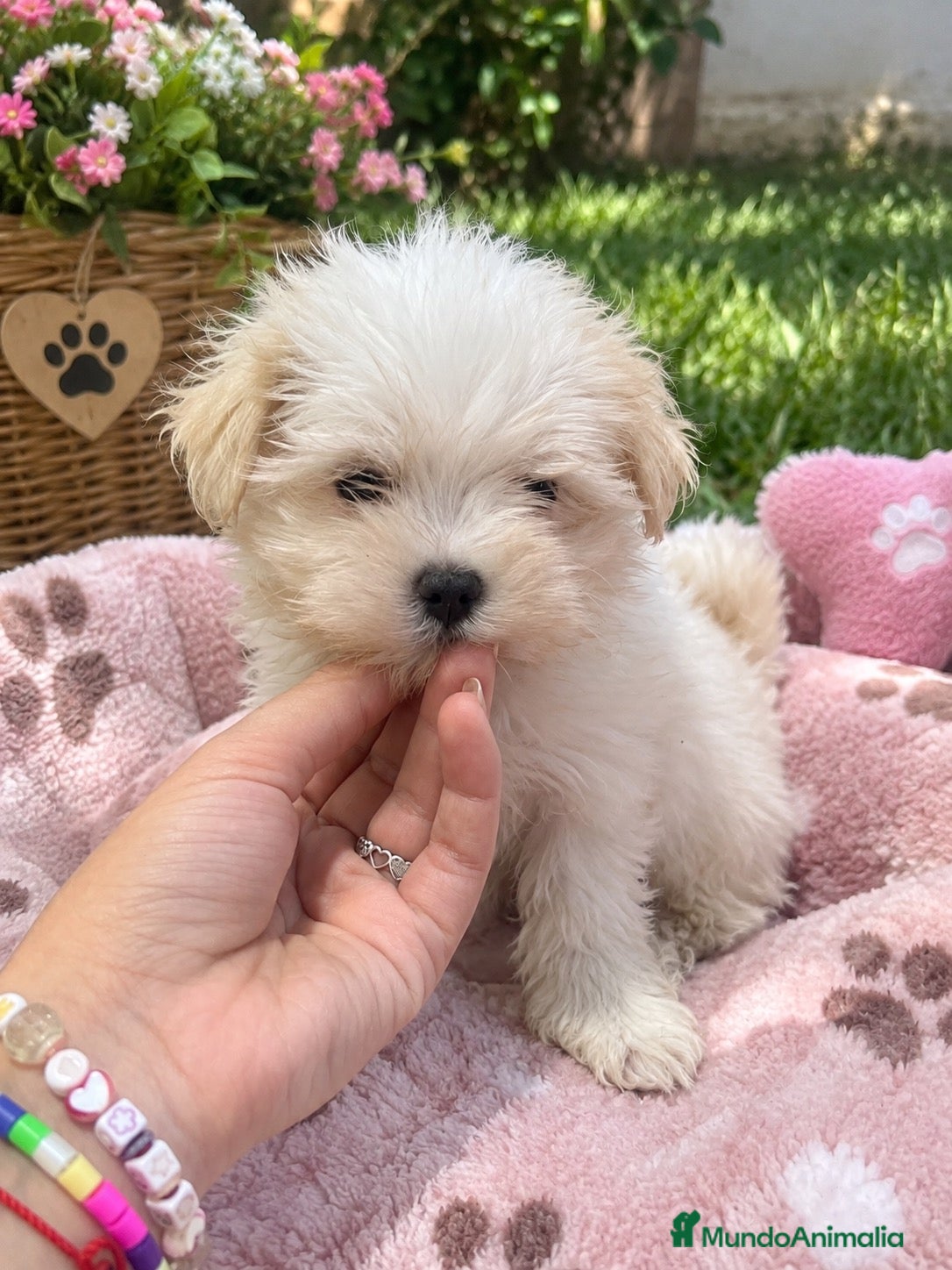 Bichón Maltés perros PRECIOSAS HEMBRAS DE BICHON MALTÉS MINI  - Anuncio 1