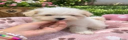 Bichón Maltés perros en venta: PRECIOSAS HEMBRAS DE BICHON MALTÉS MINI  - Anuncio 1