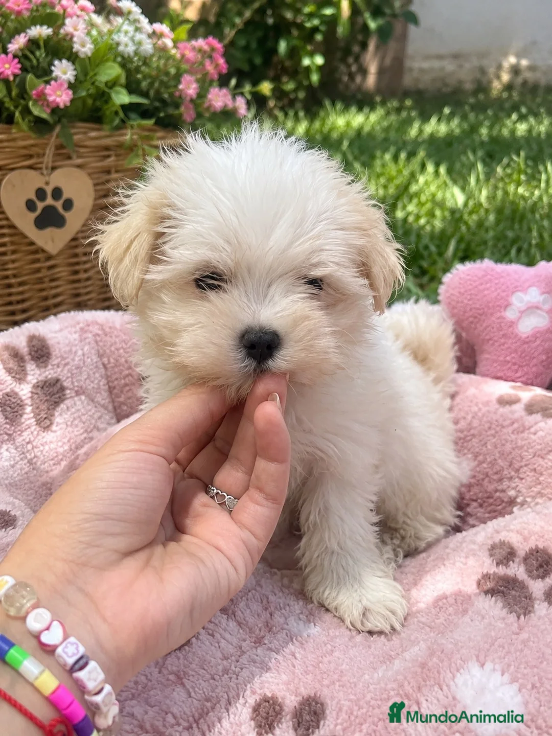 Bichón Maltés perros en venta: PRECIOSAS HEMBRAS DE BICHON MALTÉS MINI  - Anuncio 1
