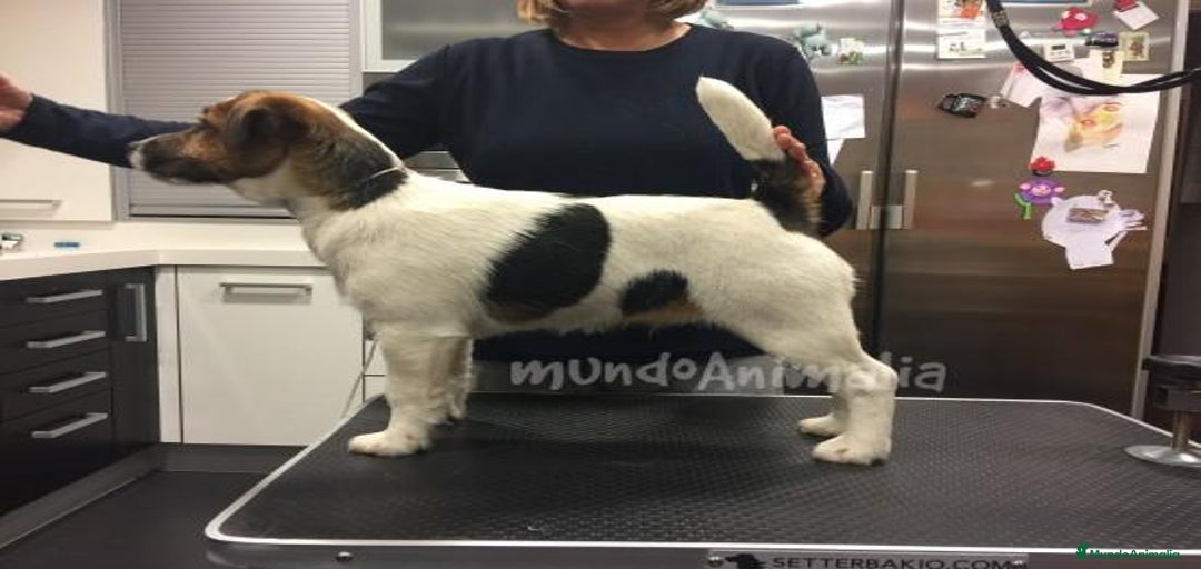 Imagen de galería {{count}}