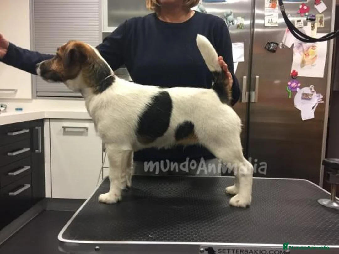 Imagen de galería {{count}}