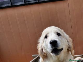 Golden Retriever perros CACHORRA GOLDEN - Anuncio 11