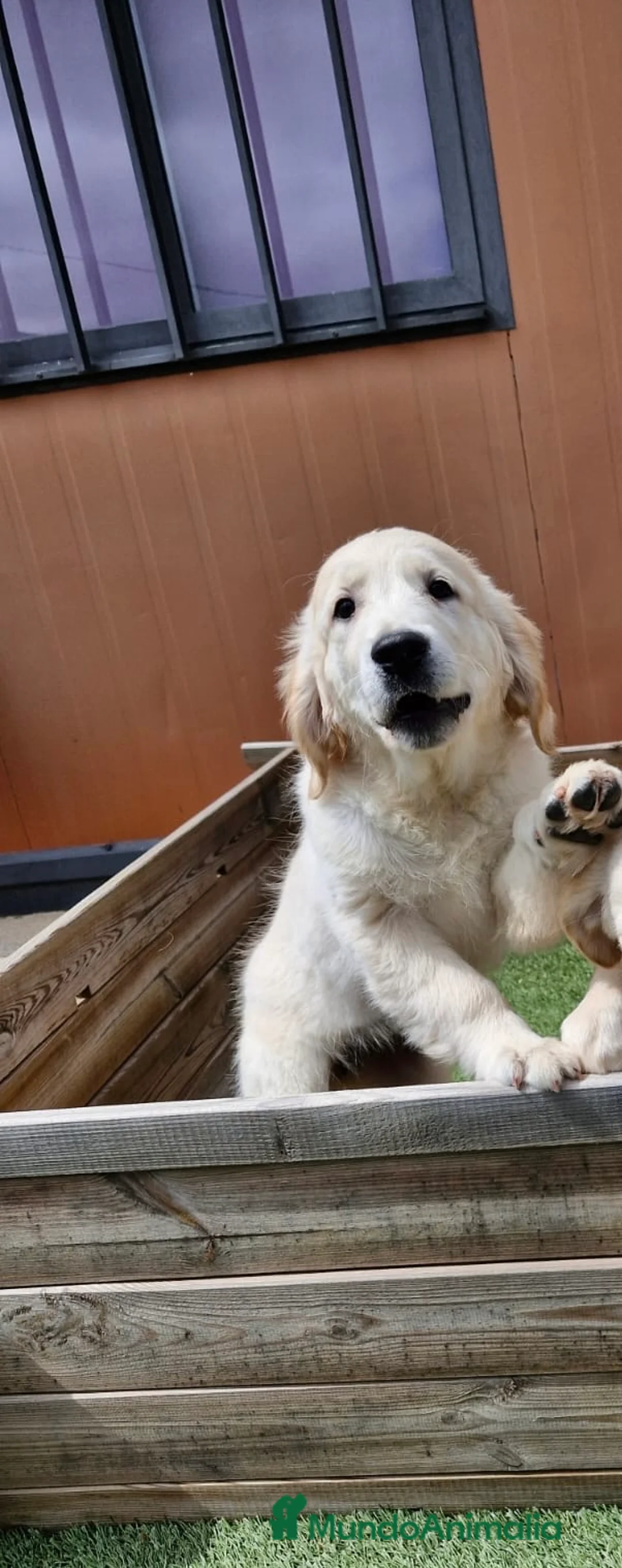Golden Retriever perros en venta: CACHORRA GOLDEN - Anuncio 1