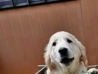 Golden Retriever perros CACHORRA GOLDEN - Anuncio 18