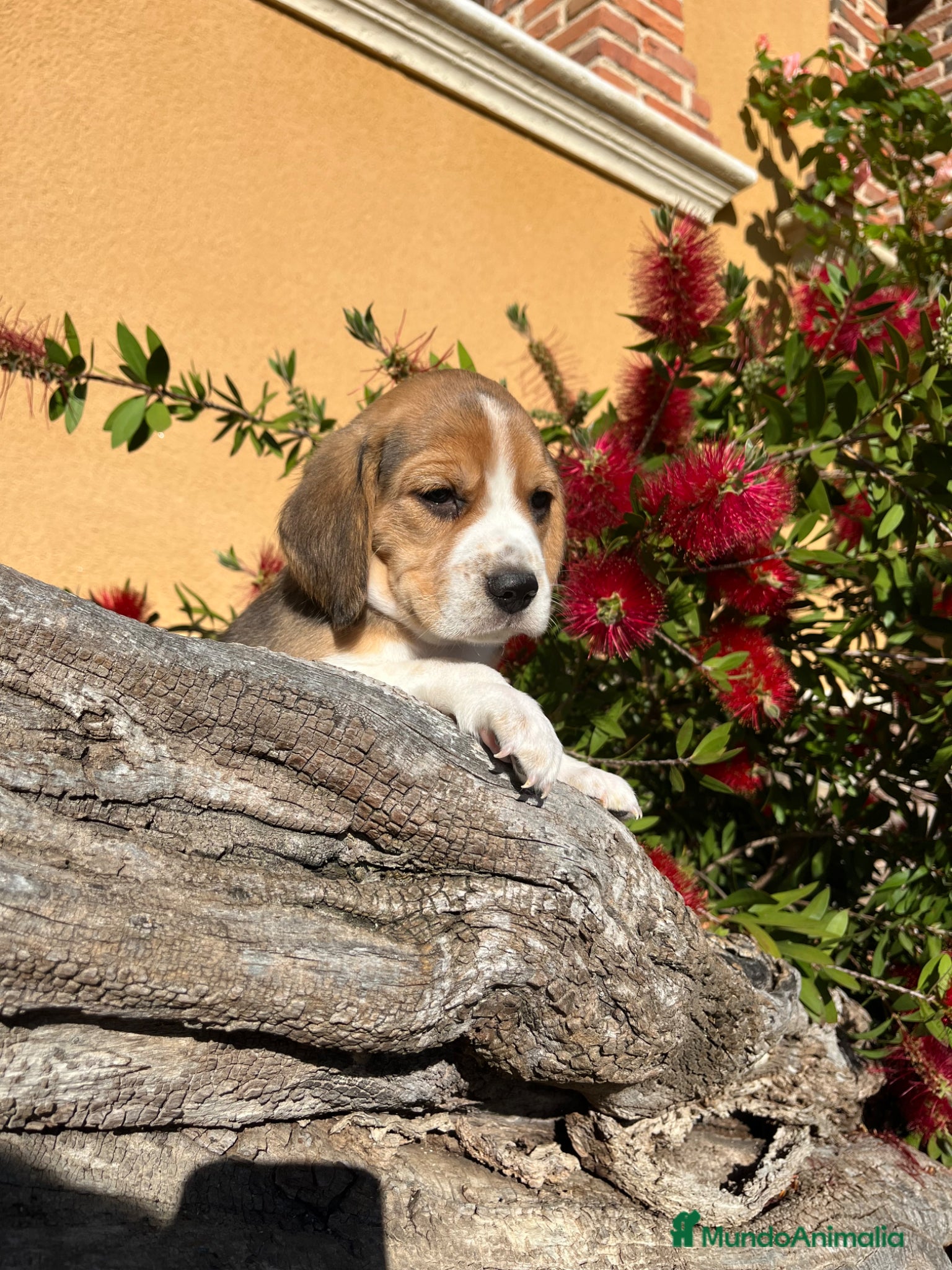 Beagle perros Beagle  - Anuncio 4