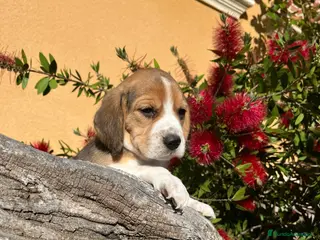 Beagle perros Beagle - Anuncio 4